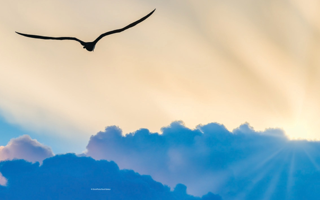 Bird flying above clouds at sunset — Reiki and Mystical Experiences blog post