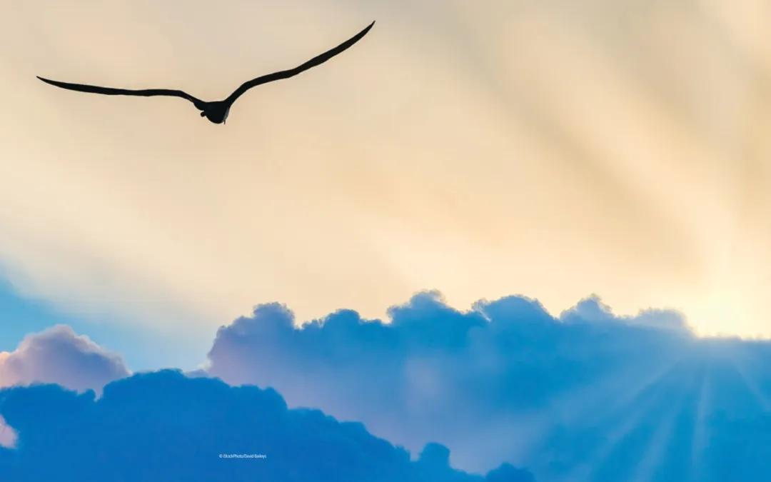 A bird in silhouette soaring above sunlit clouds at dawn